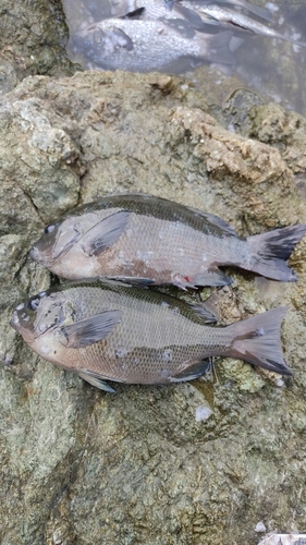 クロの釣果