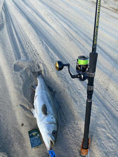 スズキの釣果