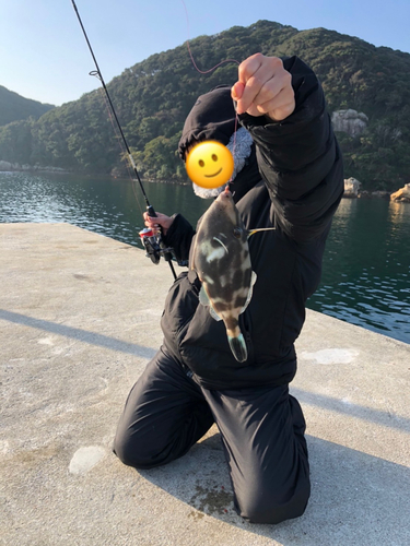 ウマヅラハギの釣果