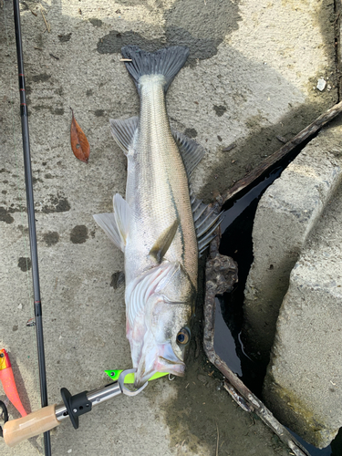 スズキの釣果