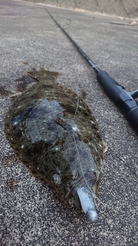 ソゲの釣果