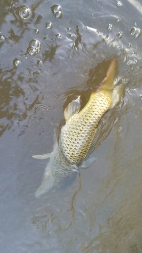 ニゴイの釣果