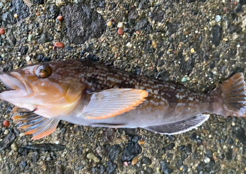 アブラコの釣果