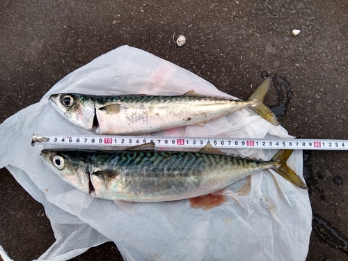 サバの釣果