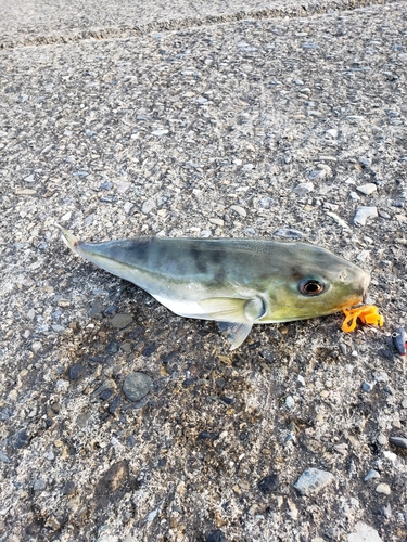 シロサバフグの釣果