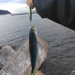 ワカシの釣果