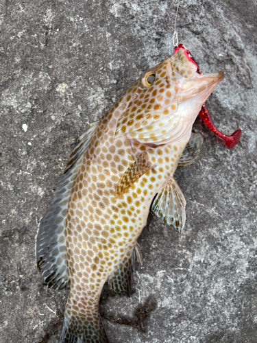 オオモンハタの釣果