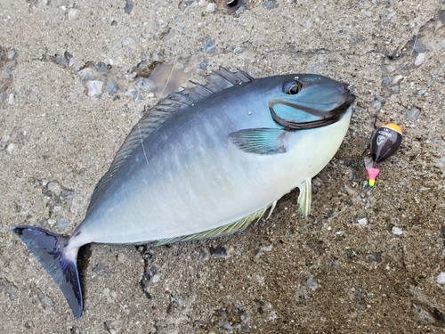 テングハギモドキの釣果