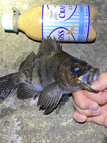 メバルの釣果