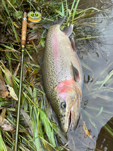 ニジマスの釣果