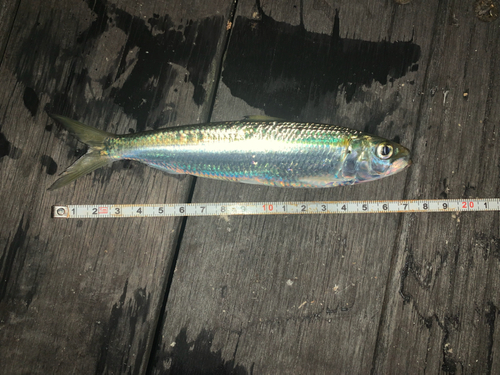 カタボシイワシの釣果