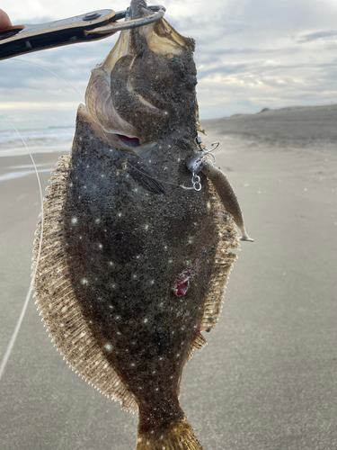 ヒラメの釣果