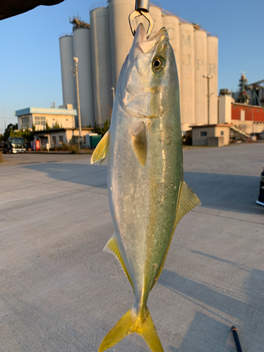 ハマチの釣果