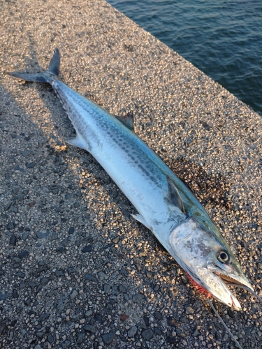 サゴシの釣果