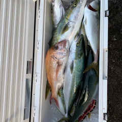 ハマチの釣果