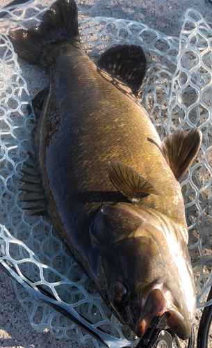 スモールマウスバスの釣果