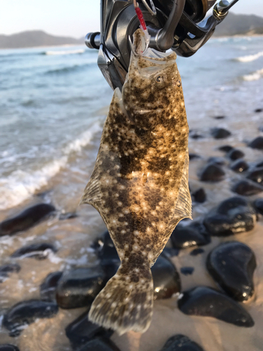 ソゲの釣果