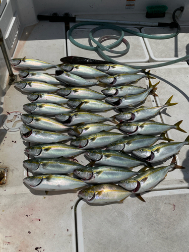 ハマチの釣果