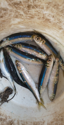 ウルメイワシの釣果