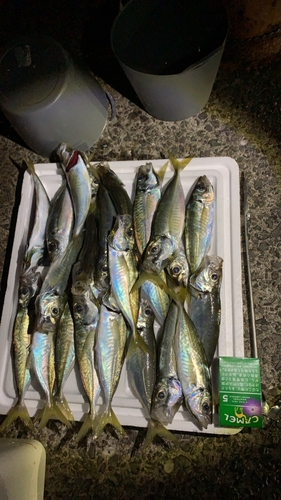 アジの釣果