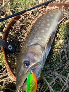 アメマスの釣果