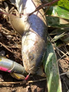 アメマスの釣果