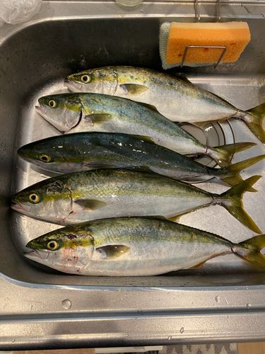 ハマチの釣果