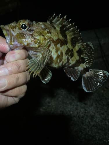 カサゴの釣果