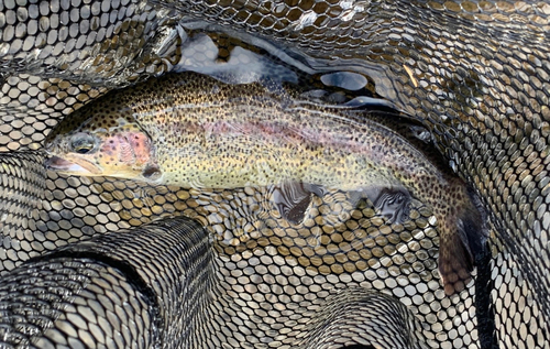 ニジマスの釣果