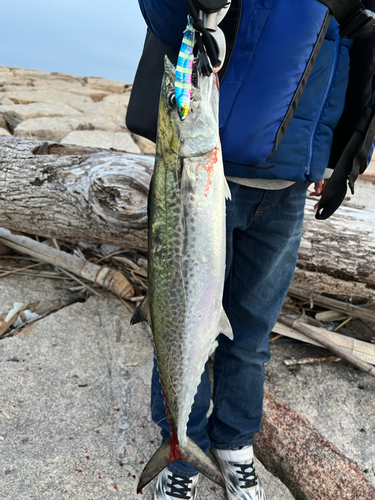 サゴシの釣果