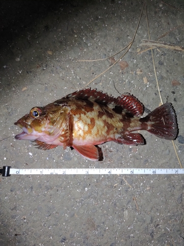 カサゴの釣果