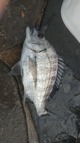 クロダイの釣果