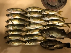 アジの釣果