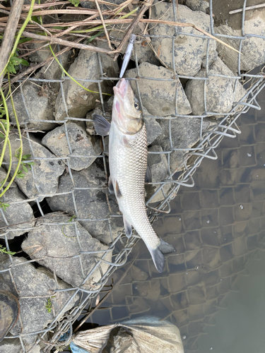 ニゴイの釣果