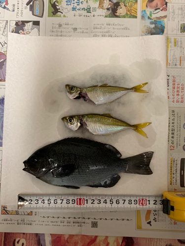 アジの釣果