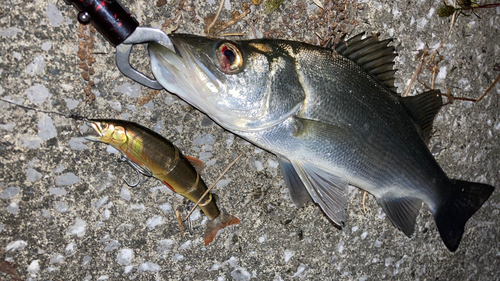 ヒラスズキの釣果