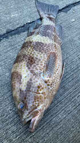 オオモンハタの釣果