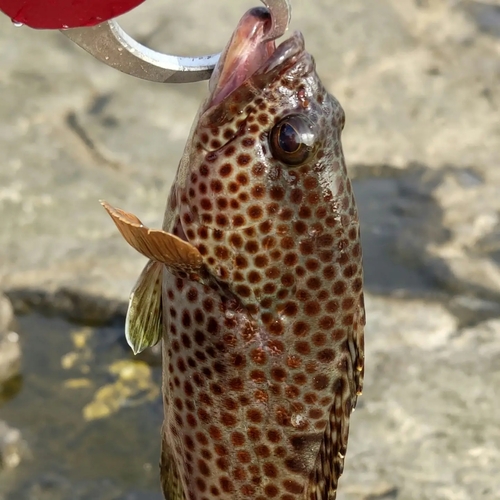 ノミノクチの釣果