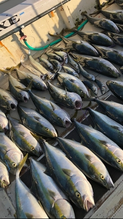 メジロの釣果