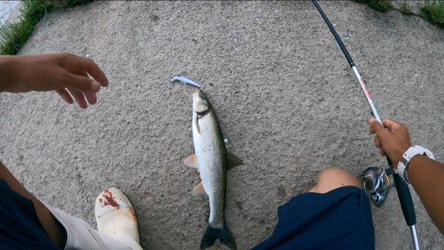 ウグイの釣果