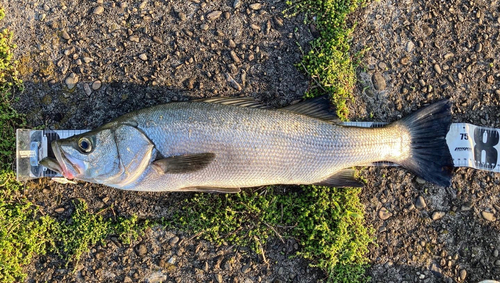 ヒラスズキの釣果