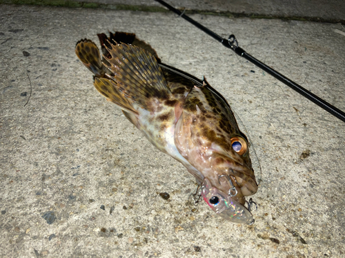 タケノコメバルの釣果