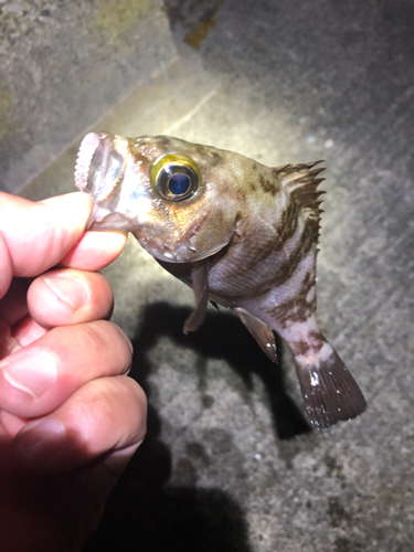 メバルの釣果