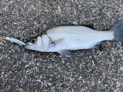 セイゴ（ヒラスズキ）の釣果