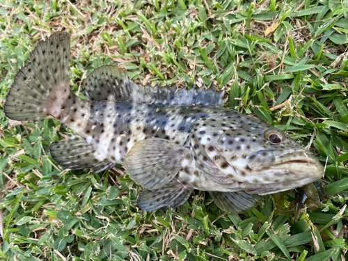 ハタの釣果