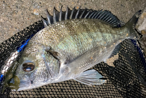 ミナミクロダイの釣果