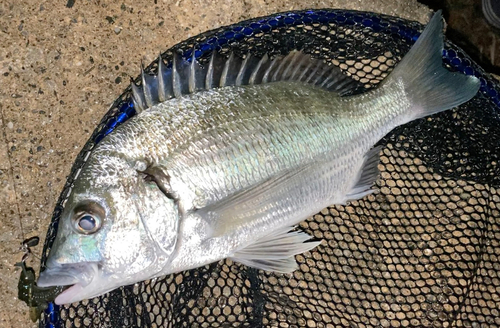 ミナミクロダイの釣果