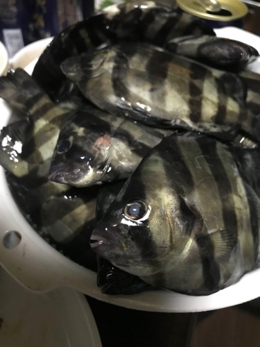 イシダイの釣果