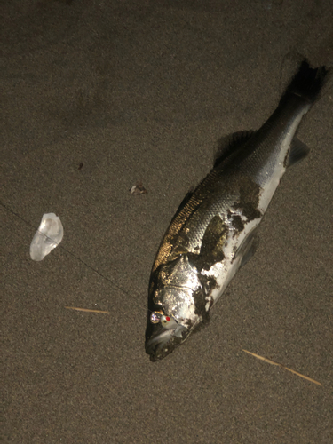 スズキの釣果