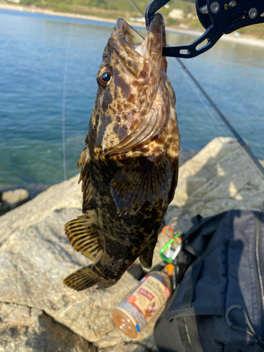 タケノコメバルの釣果